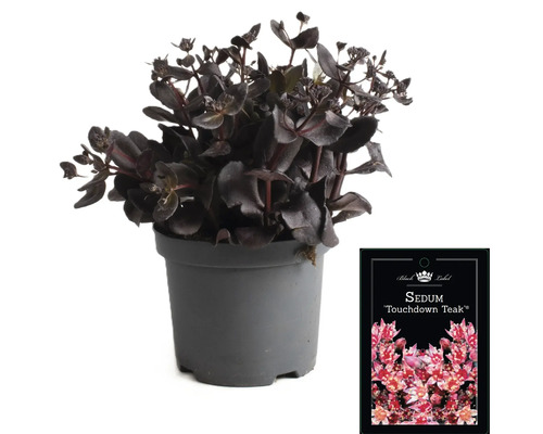 Sedum ''Touchdown Teak'' in pot met plantenlabel