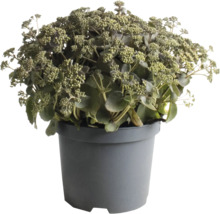 Sedum in pot