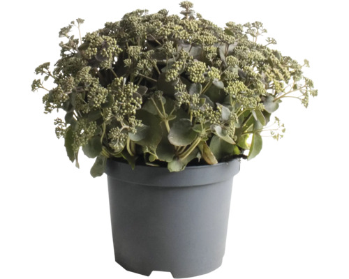 FLORASELF Vetkruid Sedum-Hybride 'Coral Jade' potmaat 3,5 liter H 5-30 cm