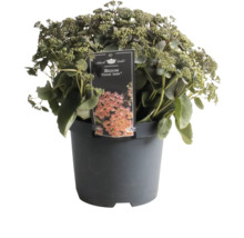 Sedum Coral Jade in pot