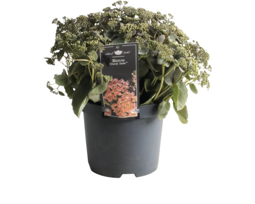 Sedum Coral Jade in pot