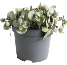 Vetplant in pot