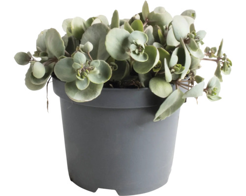 Vetplant in pot