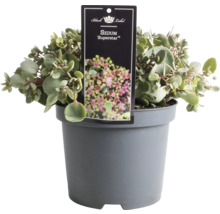 Vetkruid ''Superstar'' in pot