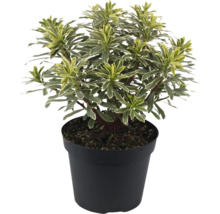 Wolfsmelk plant in zwarte pot