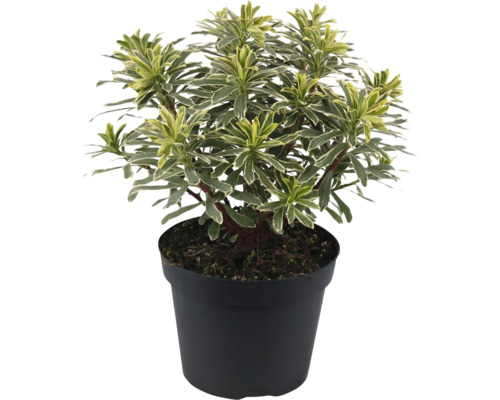 FLORASELF Wolfsmelk Euphorbia characias subsp. wulfenii 'Silver Swan' potmaat Ø 15 cm H 5-20 cm Wolfsmelk plant in zwarte pot