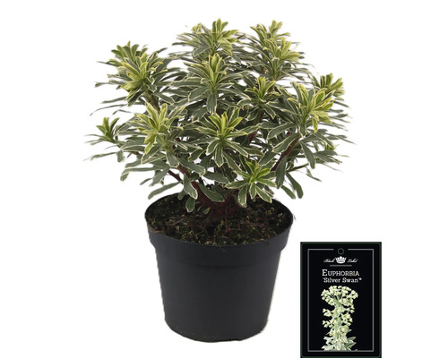 Wolfsmelk Silver Swan in pot