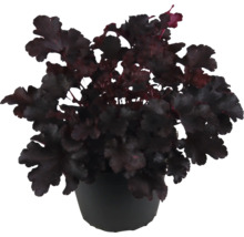 Purperklokje in een pot