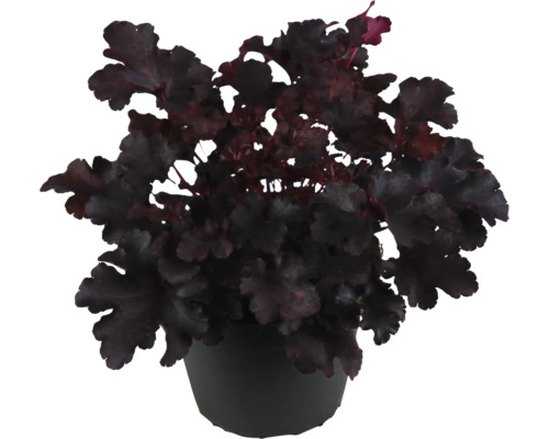 FLORASELF Purperklokje Heuchera 'Indian Summer' potmaat Ø 15 cm H 5-20 cm