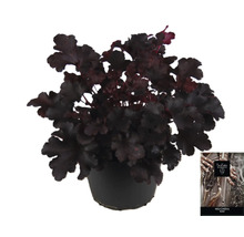 Heuchera plant in pot