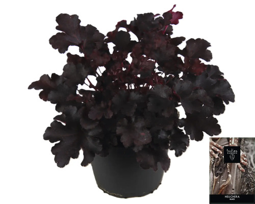 Heuchera plant in pot