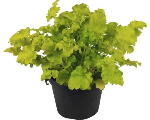 Heuchera plant in een pot