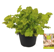 Heuchera plant in pot