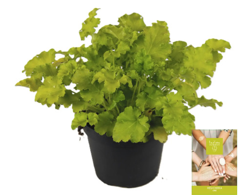 Heuchera plant in pot