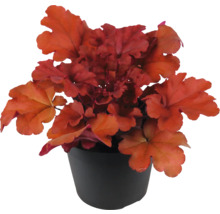 Heuchera plant in een pot