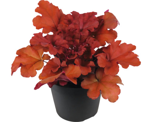 FLORASELF Purperklokje Heuchera 'Indian Summer' potmaat Ø 15 cm H 5-20 cm