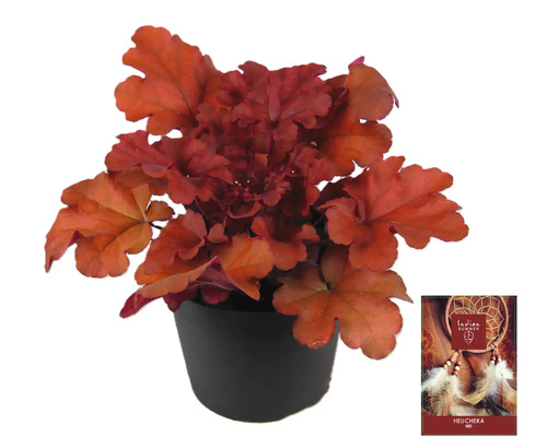 Purperklokje plant in pot