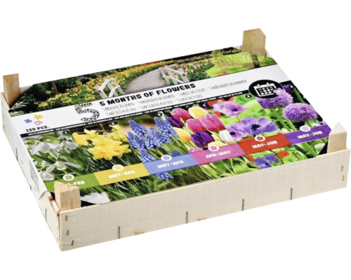 Bloembollen mengsel voor vijf maanden bloeitijd in houten kist