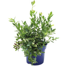 Blauwe bessenplant in pot met groene bladeren en onrijpe vruchten