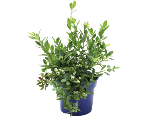 FLORASELF BIO Blauwe bes Vaccinium corymbosum 'Pink Bonbons' ® potmaat 3 liter H 40 cm FLORASELF BIO Blauwe bes Vaccinium corymbosum 'Pink Bonbons' ® potmaat 3 liter H 40 cm