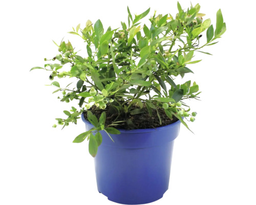 FLORASELF BIO Blauwe bes Vaccinium corymbosum 'Sunshine Blue' potmaat 3 liter H 40 cm FLORASELF BIO Blauwe bes Vaccinium corymbosum 'Sunshine Blue' potmaat 3 liter H 40 cm