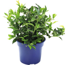 Blauwe bessenplant in pot