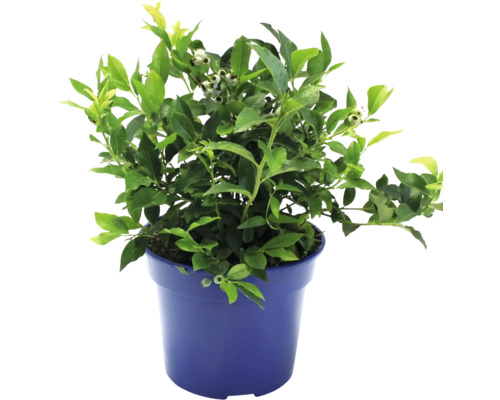FLORASELF BIO Bosbes Vaccinum corymbosum 'Yello! Belloblue' potmaat 3 liter H 40 cm