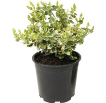 Hegplant geplant in pot met groen-witte gevarieerde bladeren