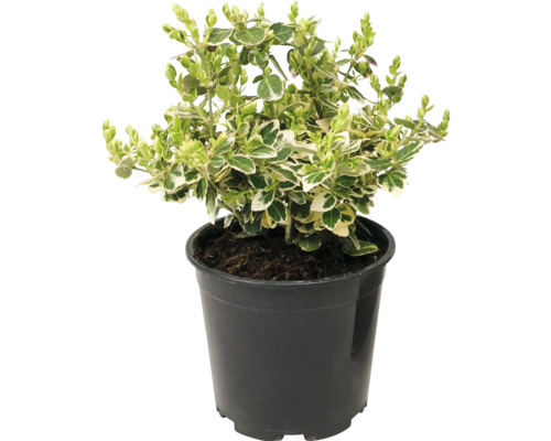 Hegplant geplant in pot met groen-witte gevarieerde bladeren