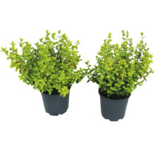 Twee Liguster planten in pot