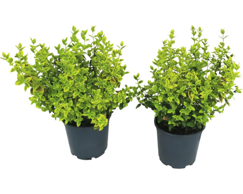 Twee Liguster planten in pot
