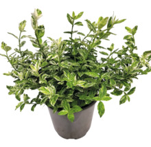 Spoelstruik met groen-witte bladeren in pot