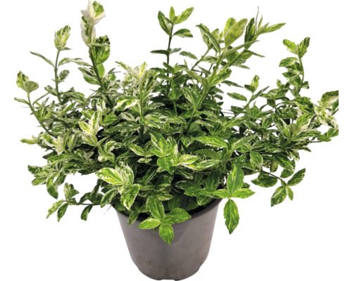 Spoelstruik met groen-witte bladeren in pot