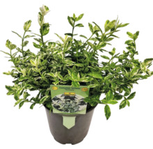 Kardinaalsmuts Harlequin in pot