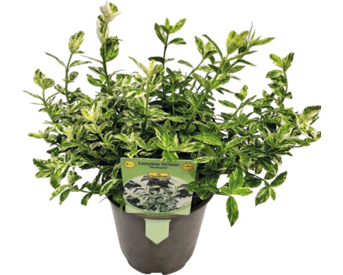 Kardinaalsmuts Harlequin in pot