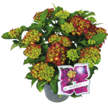 Hortensia Royal Red Purple in pot