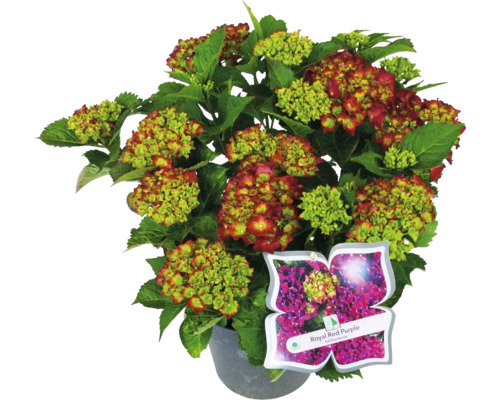 Hortensia Royal Red Purple in pot