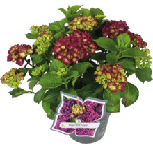 Royal Red Purple bolhortensia in een pot met een etiket