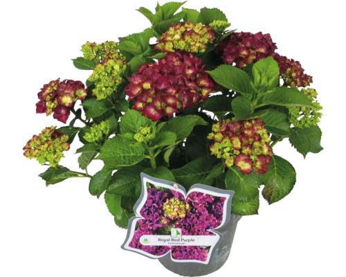 Royal Red Purple bolhortensia in een pot met een etiket