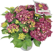 Hortensia Royal Red Purple in pot