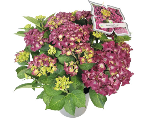 Hortensia Royal Red Purple in pot