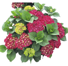 Hortensia met rode en groene bloemen en groene bladeren