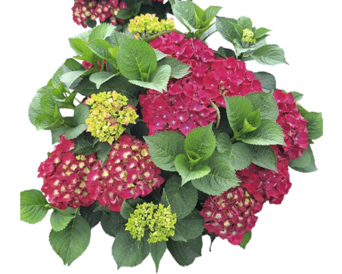 Hortensia met rode en groene bloemen en groene bladeren