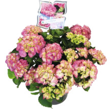 Roze hortensia in een pot