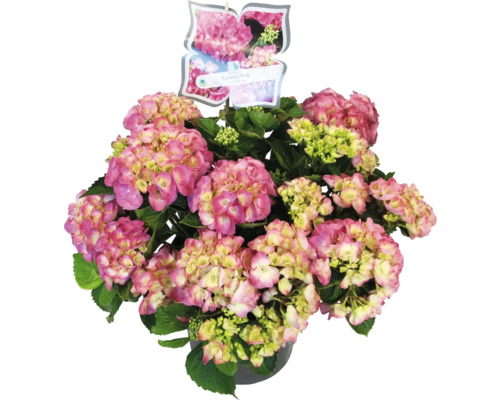 Roze hortensia in een pot
