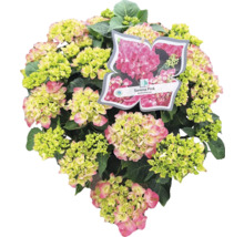 Hydrangea Sarena Pink met bloemen en bladeren