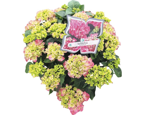 Hydrangea Sarena Pink met bloemen en bladeren