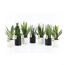 Diverse Sansevieria planten in witte en zwarte potten