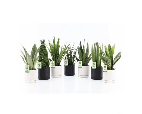 Diverse Sansevieria planten in witte en zwarte potten