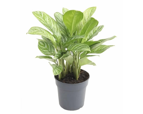FLORASELF Chinese Evergreen Aglaonema Stripes potmaat Ø 24 cm H 65 cm Chinees riet in pot